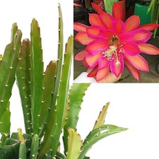 Epiphyllum sarah courant for sale  LEIGH