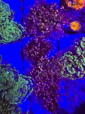 Ckl pink octospawn for sale  Belleville
