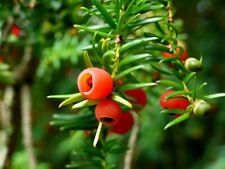 English yew tree for sale  BROCKENHURST