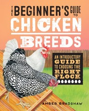Beginner guide chicken for sale  Dayton