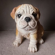 Charming english bulldog for sale  Kent
