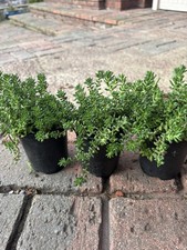 Sedum album white for sale  BEXLEYHEATH