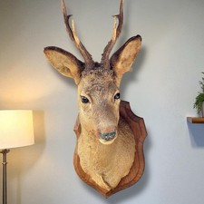 Vintage taxidermy roe for sale  LEYLAND
