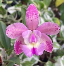 Orchidea Orchidea Cattleya Mariechen x Measuresiana (28 Pr, 9 cm) na sprzedaż  PL