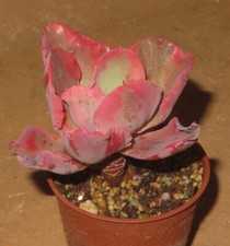 Echeveria chantilly marginata gebraucht kaufen  Falkensee