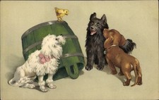 Junge hunde dackel gebraucht kaufen  Berlin