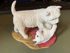 Westie pup licking for sale  BOURNEMOUTH