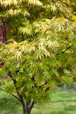 Acer palmatum autumn gebraucht kaufen  Westerstede