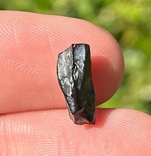 Hadrosaur dinosaur tooth for sale  Coppell