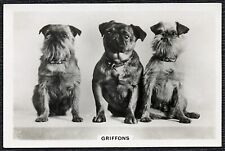 Brussels griffon senior for sale  COLEFORD