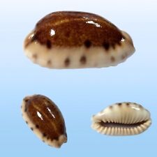 Cypraea caurica melanica usato  Roma