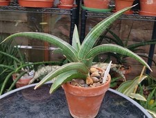 Sansevieria sp. angola for sale  GLOUCESTER