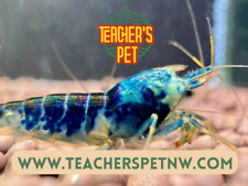 Blue dragonblood caridina for sale  Portland