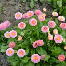 100 graines pâquerette d'occasion  Sabres