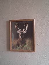 animal art rustic frames for sale  Pierz