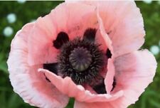 Riesenmohn 100 samen gebraucht kaufen  Leipzig