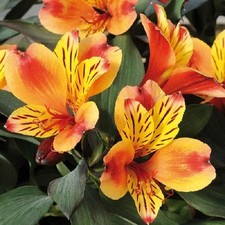 Alstroemeria summer paradise for sale  UK