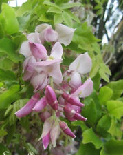 Glycine japon rosea d'occasion  Metz-