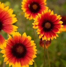 Blanket flower perennial for sale  Altamont