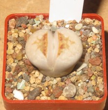 Lithops julii ssp gebraucht kaufen  Falkensee