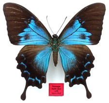 papilio gebraucht kaufen papilio gebraucht kaufen  München
