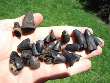 Alligator teeth florida for sale  Tallahassee