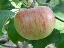Apple pear grafting for sale  Williston