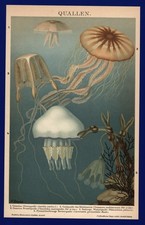 Lithographie anno 1896 gebraucht kaufen  Burgdorf