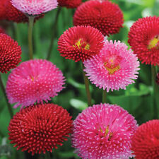 100 mixed pompom for sale  WARRINGTON