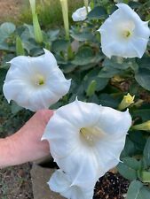 Moon flower datura for sale  Lufkin