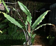 Alocasia lauterbachiana plant for sale  Hollywood