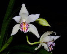 Cymbidium parishii species for sale  SANDBACH