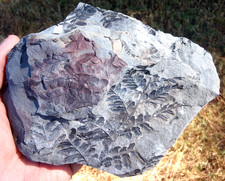plant fossils for sale plant fossils for sale Birmingham