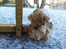 Conchiglia fossile originale usato  Zandobbio