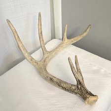 White tail deer for sale  Burnsville
