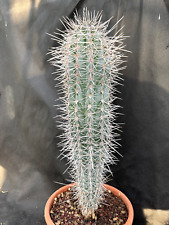 Pachycereus pringlei vivaio usato  Massafra
