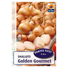 Shallot sets golden for sale  LLANDYSUL