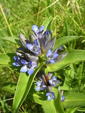 Gentiana cruciata kreuz gebraucht kaufen  Bad Kissingen