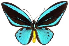 Rnithoptera priamus poseidon gebraucht kaufen  München