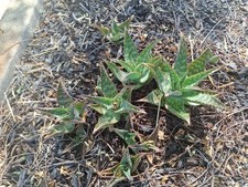 Aloe maculata soap for sale  North Highlands