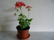 Pelargonium summer twist for sale  HONITON