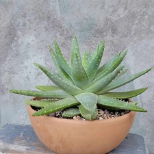 Aloe brevifolia crocodile for sale  Valley Village