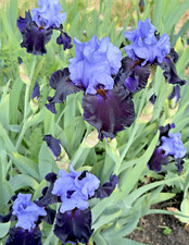 Bearded iris germanica for sale  BRISTOL