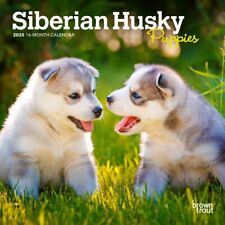 Siberian husky puppies for sale  Vacaville