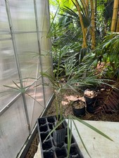Coccothrinax fragrans palm for sale  Port Saint Lucie