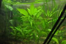 Kirschblatt riesenwasserfreund gebraucht kaufen  Bodenkirchen