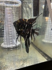 Proven breeding pair for sale  Swedesboro