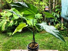 Philodendron bernardopazii pla for sale  Hollywood