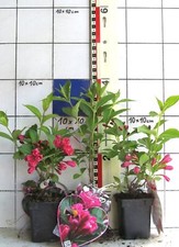 Weigela florida love gebraucht kaufen  Bad Bergzabern