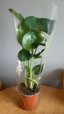 Monstera deliciosa swiss for sale  HARROW